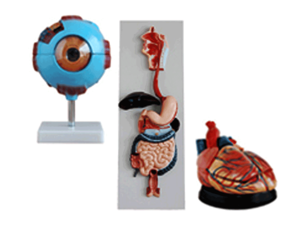 Human-Anatomy-Models